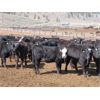 Image 11 : Blue Goose Cattle Co. - 530# Heifers - 225 Head (Ashcroft, BC)