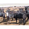 Image 12 : Blue Goose Cattle Co. - 530# Heifers - 225 Head (Ashcroft, BC)