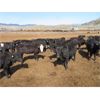 Image 2 : Blue Goose Cattle Co. - 530# Heifers - 225 Head (Ashcroft, BC)