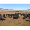 Image 3 : Blue Goose Cattle Co. - 530# Heifers - 225 Head (Ashcroft, BC)