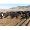 Image 4 : Blue Goose Cattle Co. - 530# Heifers - 225 Head (Ashcroft, BC)