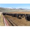 Image 5 : Blue Goose Cattle Co. - 530# Heifers - 225 Head (Ashcroft, BC)