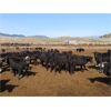 Image 6 : Blue Goose Cattle Co. - 530# Heifers - 225 Head (Ashcroft, BC)