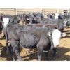 Image 9 : Blue Goose Cattle Co. - 530# Heifers - 225 Head (Ashcroft, BC)