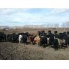 Image 2 : Lobo Ranching Ltd.  - 710# Heifers - 130 Head (Madden, AB)