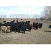 Image 3 : Lobo Ranching Ltd.  - 710# Heifers - 130 Head (Madden, AB)