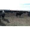 Image 4 : Lobo Ranching Ltd.  - 710# Heifers - 130 Head (Madden, AB)