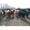 Image 5 : Lobo Ranching Ltd.  - 710# Heifers - 130 Head (Madden, AB)