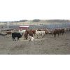 Image 2 : Brassington Farms - 600# Mixed - 131 Head (Paradise Valley, AB)