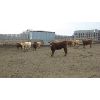 Image 3 : Brassington Farms - 600# Mixed - 131 Head (Paradise Valley, AB)