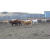 Image 4 : Brassington Farms - 600# Mixed - 131 Head (Paradise Valley, AB)