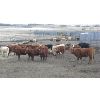 Image 5 : Brassington Farms - 600# Mixed - 131 Head (Paradise Valley, AB)