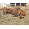 Image 2 : Wayne Brokenshire - 850# Replacement Heifers - 15 Head (Estevan, SK)