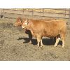 Image 3 : Wayne Brokenshire - 850# Replacement Heifers - 15 Head (Estevan, SK)