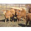 Image 4 : Wayne Brokenshire - 850# Replacement Heifers - 15 Head (Estevan, SK)