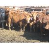 Image 6 : Wayne Brokenshire - 850# Replacement Heifers - 15 Head (Estevan, SK)