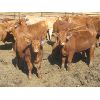 Image 1 : Wayne Brokenshire - 800# Replacement Heifers - 15 Head (Estevan, SK)