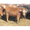Image 2 : Wayne Brokenshire - 800# Replacement Heifers - 15 Head (Estevan, SK)