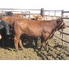 Image 3 : Wayne Brokenshire - 800# Replacement Heifers - 15 Head (Estevan, SK)