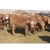 Image 4 : Wayne Brokenshire - 800# Replacement Heifers - 15 Head (Estevan, SK)