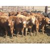 Image 5 : Wayne Brokenshire - 800# Replacement Heifers - 15 Head (Estevan, SK)