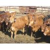 Image 6 : Wayne Brokenshire - 800# Replacement Heifers - 15 Head (Estevan, SK)