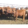 Image 2 : Wayne Brokenshire - 725# Replacement Heifers - 15 Head (Estevan, SK)