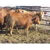 Image 3 : Wayne Brokenshire - 725# Replacement Heifers - 15 Head (Estevan, SK)