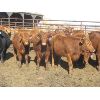 Image 4 : Wayne Brokenshire - 725# Replacement Heifers - 15 Head (Estevan, SK)