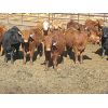 Image 5 : Wayne Brokenshire - 725# Replacement Heifers - 15 Head (Estevan, SK)