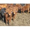 Image 6 : Wayne Brokenshire - 725# Replacement Heifers - 15 Head (Estevan, SK)