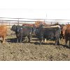 Image 1 : Wayne Brokenshire - 825# Replacement Heifers - 15 Head (Estevan, SK)