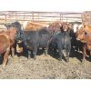 Image 2 : Wayne Brokenshire - 825# Replacement Heifers - 15 Head (Estevan, SK)