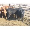 Image 3 : Wayne Brokenshire - 825# Replacement Heifers - 15 Head (Estevan, SK)