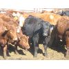 Image 4 : Wayne Brokenshire - 825# Replacement Heifers - 15 Head (Estevan, SK)