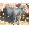 Image 5 : Wayne Brokenshire - 825# Replacement Heifers - 15 Head (Estevan, SK)