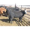 Image 6 : Wayne Brokenshire - 825# Replacement Heifers - 15 Head (Estevan, SK)