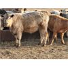 Image 5 : LZ Farms Inc. - 785# Steers - 78 Head (Kyle, SK)