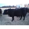 Image 2 : Kris Egilson - 850# Steers - 29 Head (Langruth, MB)