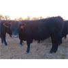 Image 5 : Kris Egilson - 850# Steers - 29 Head (Langruth, MB)