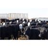 Image 2 : G & C Farms - 700# Heifers - 85 Head (Stoughton, SK)