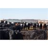 Image 3 : G & C Farms - 700# Heifers - 85 Head (Stoughton, SK)