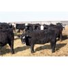 Image 4 : G & C Farms - 700# Heifers - 85 Head (Stoughton, SK)