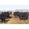 Image 5 : G & C Farms - 700# Heifers - 85 Head (Stoughton, SK)