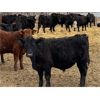 Image 2 : Vernon Bear Customer - 735# Steers - 80 Head (Lathom, AB)