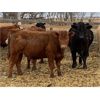 Image 6 : Vernon Bear Customer - 735# Steers - 80 Head (Lathom, AB)