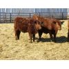 Image 2 : Breault Ranching Ltd. - 615# Steers - 392 Head (Ste. Rose, MB)