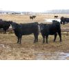 Image 3 : S & S Cattle Company - 850# Replacement Heifers - 25 Head (Benito, MB)