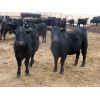 Image 4 : S & S Cattle Company - 850# Replacement Heifers - 25 Head (Benito, MB)
