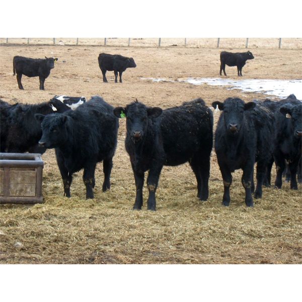 S & S Cattle Company - 850# Replacement Heifers - 25 Head (Benito, MB)